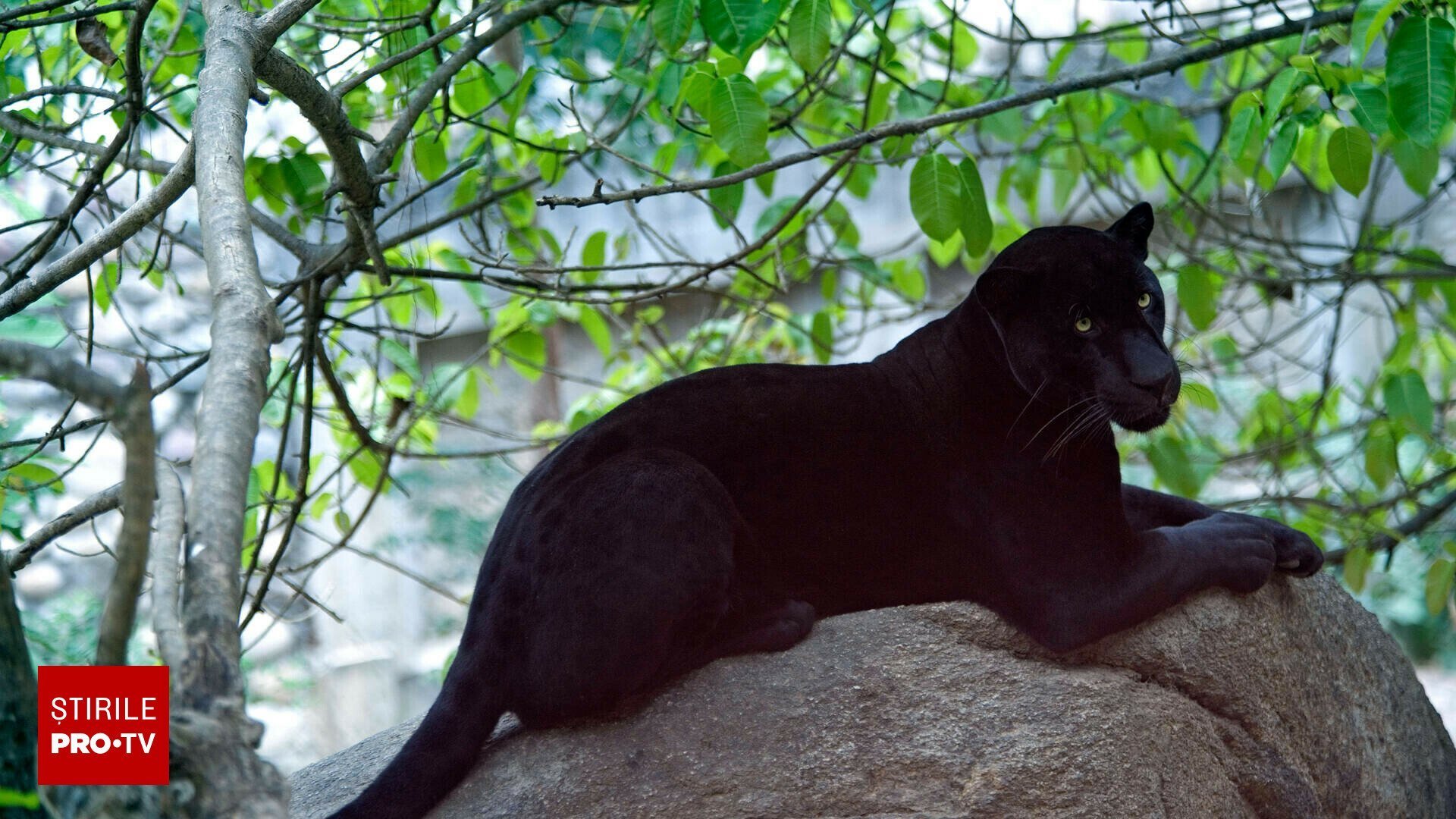 Alertă la granița cu România după apariția pantere negre.