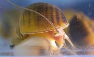 Melc a regenerat ochiul pierdut, posibil redând vederea oamenilor