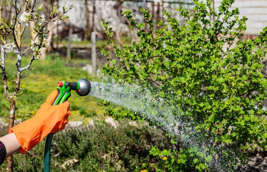 Putini-gradinari-incepatori-stiu-ce-se-intampla-daca-uzi-plantele-de-in-plin-soare.jpg