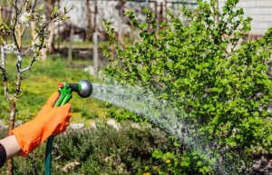 Impactul udării plantelor de grădină în soare, explicat de experți horticoli