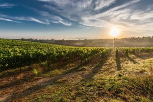 Zeci de hectare de vie incendiate la Zimnicea, suspectul fiind o persoană necunoscutăea noastră”