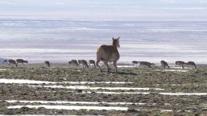China utilizează un robot-antilopă pentru a proteja o specie rară din Tibet
