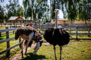 Descoperire revelatoare: strămoșul struților și al păsărilor emu avea capacitatea de a zbura peste oceane, conform unui nou studiu