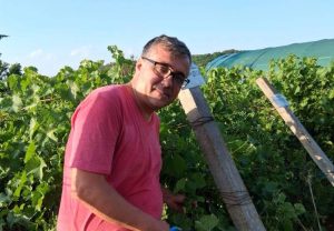 Când este momentul ideal pentru recoltarea strugurilor, avertizează cercetătorul Sergiu Gorjan de la Stațiunea de Cercetare Viti-vinicolă Drăgășani: „Recoltarea timpurie a strugurilor compromite calitatea vinului”ea noastră”