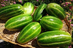 Castravetele Carosello, leguma hibrid natural din sudul Italiei, obținut prin încrucișarea pepenelui galben cu castravetele, atrage atenția pasionaților de grădinărit datorită caracteristicilor sale.ea noastră”