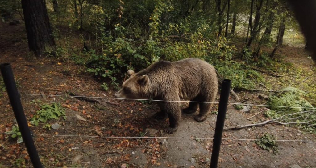 Numărul apelurilor pentru prezența ursilor în Brașov a crescut cu 60% în 2025, totalizând aproape 750 de solicitări, dintre care în 186 de situații urșii au fost alungați, iar în 411 cazuri nu s-a detectat niciun urs