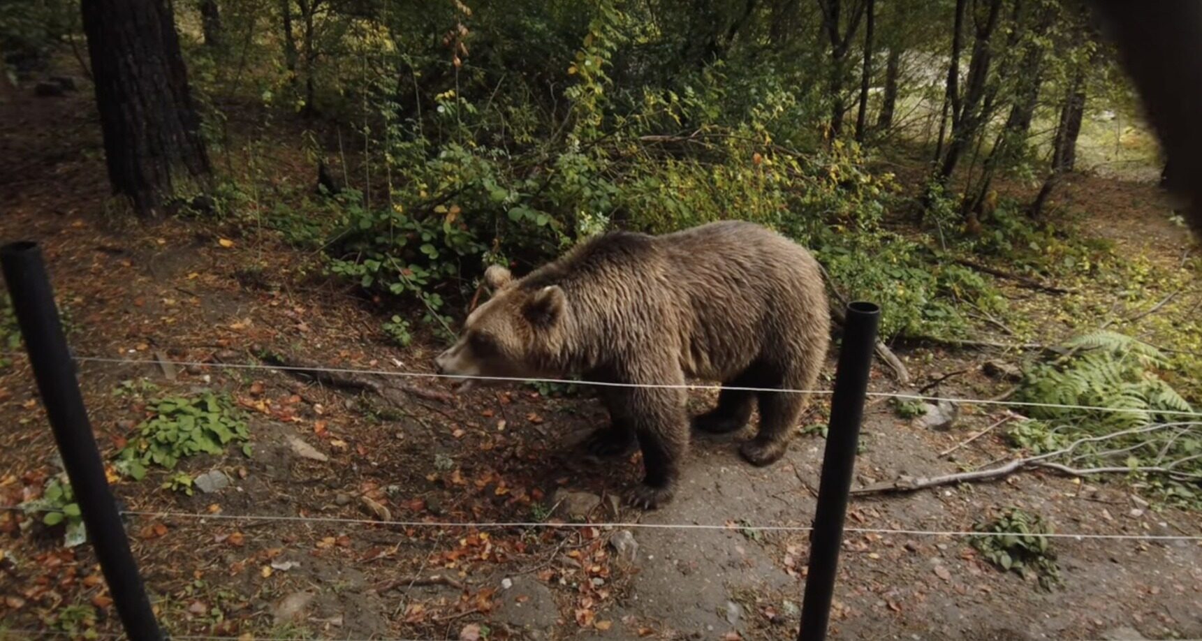Numărul apelurilor pentru prezența ursilor în Brașov a crescut cu 60% în 2025, totalizând aproape 750 de solicitări, dintre care în 186 de situații urșii au fost alungați, iar în 411 cazuri nu s-a detectat niciun urs