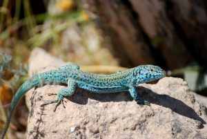 Speciile de șopârle din Ibiza sunt pe cale să devină rare, din cauza prezenței șerpilor invazivi și a deșeurilor menajere.