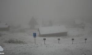 Ninge abundent în unele regiuni din România.
