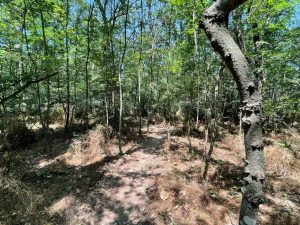 Jandarmii din Bacău au amendat peste zece persoane pentru intrare ilegală în pădure și au aplicat penalități de până la 5.000 de lei pentru accesul cu mașina