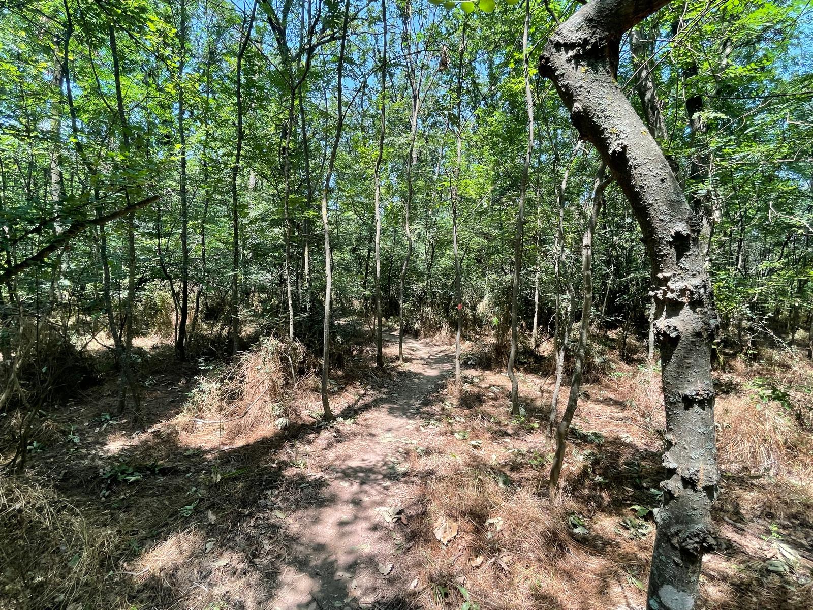 Jandarmii din Bacău au amendat peste zece persoane pentru intrare ilegală în pădure și au aplicat penalități de până la 5.000 de lei pentru accesul cu mașina