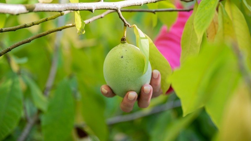 Localizarea din București unde se poate achiziționa „banana nordului”: o opțiune ecologică cu preț între 40 și 60 de lei per kilogram și cu un gust deosebit