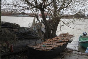 Declin alarmant al capturilor de scrumbii de Dunăre în 2025, specie aflată în pericol din cauza proliferării crabilor albaștri