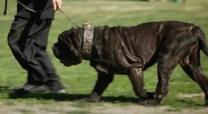 Un bărbat din Brașov, urmărit internațional pentru traficul de droguri, a fost arestat în Italia datorită câinelui său de talie mare, un Molossus, pe care nu se despărțea niciodată; animalul a fost văzut într-o mașină.