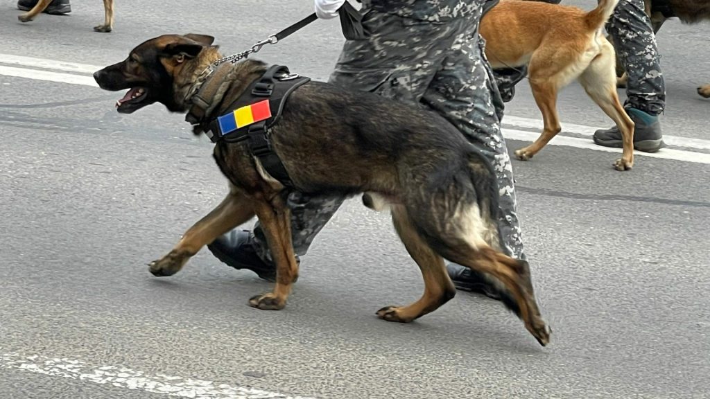 Ministerul Sănătății solicită măsuri stricte de securitate în spitale, în timp ce poliția și SRI afirmă că nu există dovezi care să susțină veridicitatea amenințărilor recente primite pe email