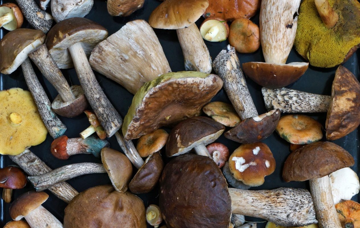 ciuperci.jpg