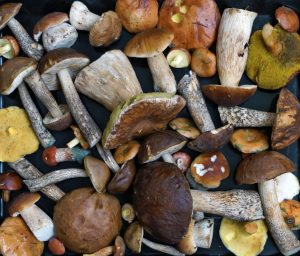 Adevăruri și mituri despre identificarea ciupercilor toxice / Atenție! Nu există un test universal simplu pentru a determina siguranta unei ciuperci