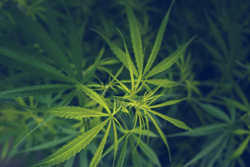 [ad_1] Un medicament experimental derivat din marijuana a demonstrat că reduce eficient durerile de spate într-un nou studiu, oferind dovezi suplimentare asupra potențialului său în tratarea uneia dintre cele mai frecvente forme de durere cronică, conform agenției de știri AP