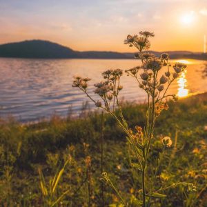 Lacul Tauț din Arad afectat de secetă severă: nivelul apei a scăzut la doar 40% din normal, iar campingurile și pensiunile sunt închise, în timp ce agricultura suferă pagube de 70%