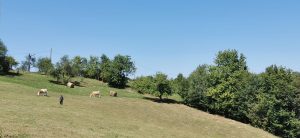 Imagine și filmuleț | Un sat din Maramureș unde natura determină stilul de viață: case părăsite pe dealuri, produsele din gospodărie și povești la foc de lemneea noastră”