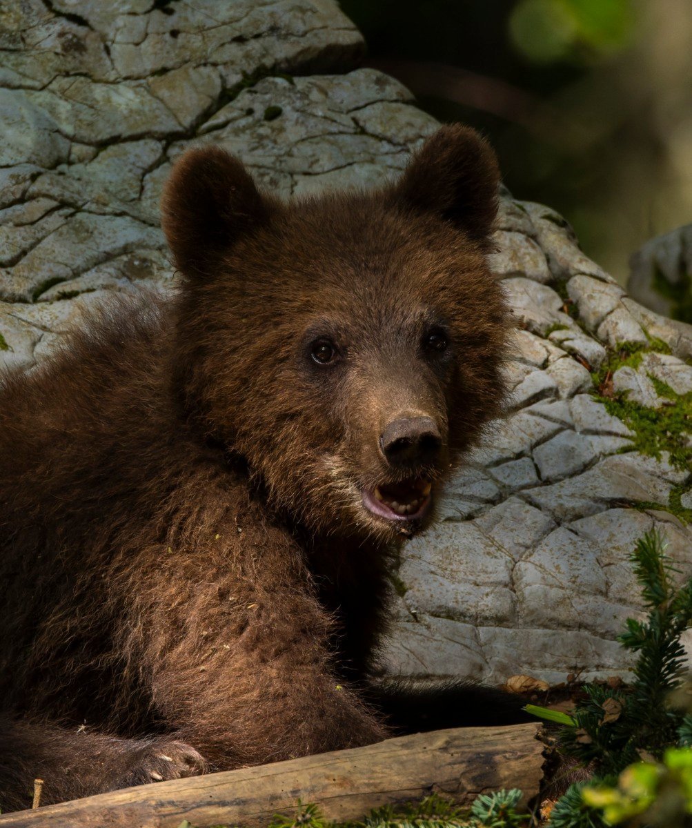 [ad_1] Locuitorii a două sate din județul Dâmbovița au fost avertizați în noaptea de duminică spre luni, după ce au fost semnalate întâlniri cu urși, conform news-urilor