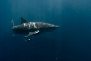 Mai multe zone de surf din Sydney suspendate din cauza atacului mortal al unui rechin de mari dimensiuni asupra unui surferea noastră”