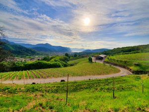 Impactul schimbărilor climatice asupra producției mondiale de vin în 2025: Franța înregistrează cea mai scăzută recoltă din 1957, în timp ce România raportează o creștere a producției în acest an