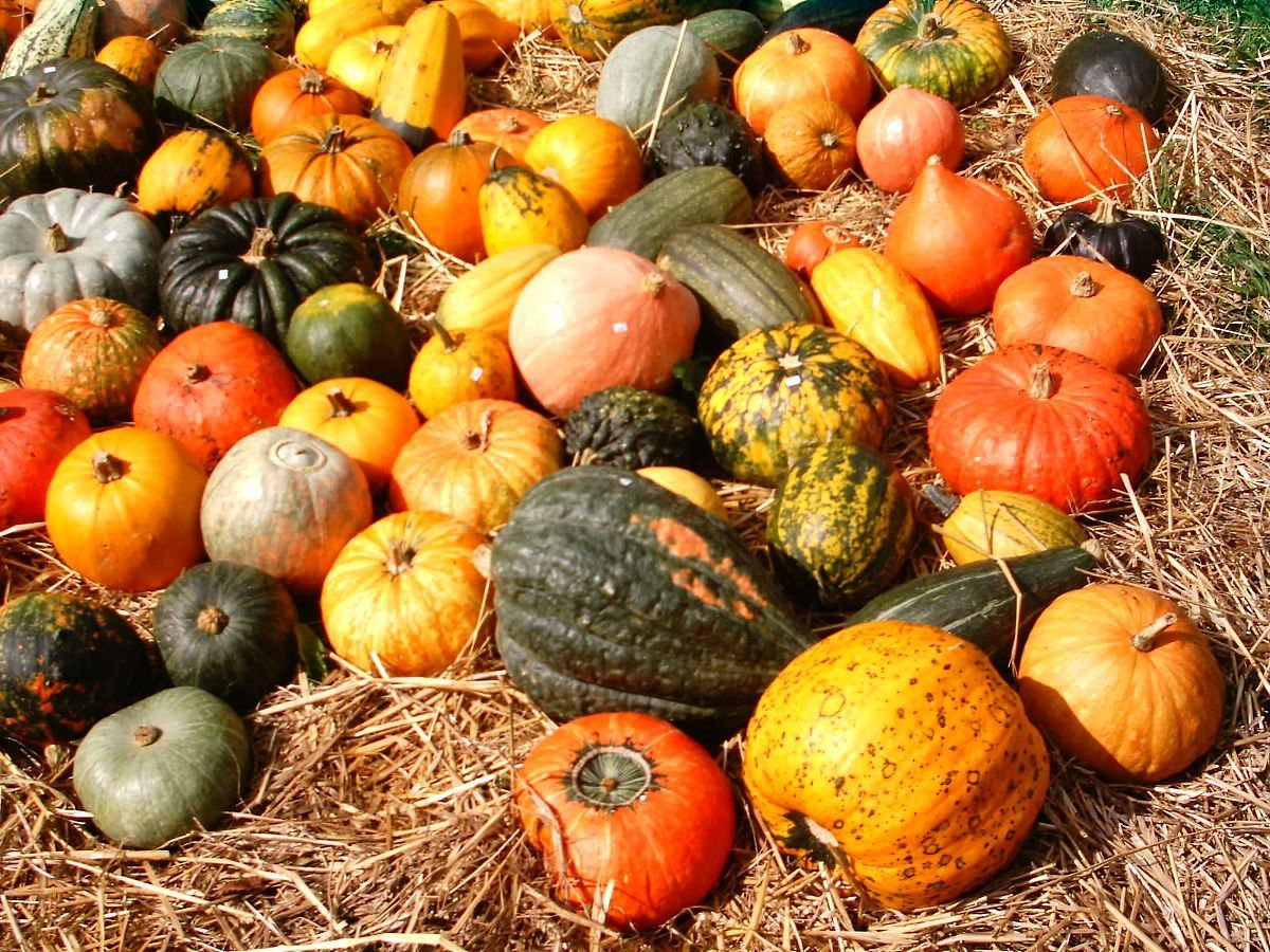 GastroWeekend: De la vinuri rafinate și cafele de specialitate, la streetfood și sarmale vedetă. Recomandări pentru pasionații de gusturi delicioase în București și în întreaga țară la începutul lunii octombrie