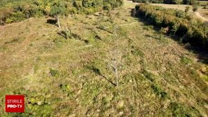 O pădure seculară de stejar, cu o vârstă de peste trei secole, a fost defrișată ilegal în județul Brașov, lăsând în urmă doar o zonă devastată, acoperită cu urzici și iarbă, fără nici urmă de vegetație lemnoasă.