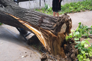 Peste 200 de copaci doborâți și numeroase intervenții ale pompierilor în București din cauza condițiilor meteo extrem de severe