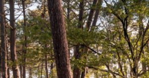 Dacia rivalizează cu mașinile electrice chinezești