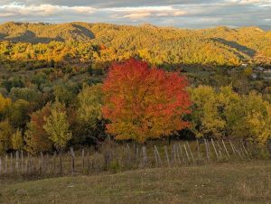 Temperaturile vor urca gradual în această săptămână, cu cele mai mari valori în Banat. Previziuni meteo pentru regiuni în următoarele două săptămâni