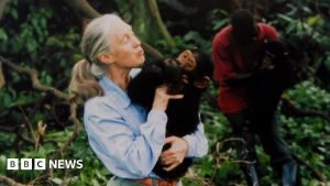 Tribute aduse expertului în cimpanzei Jane Goodall, decedat la 91 de ani
