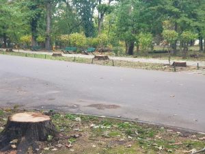 Vlad Gheorghe declara ca va actiona in justitie, urmand sa depuna o plangere penala, in urma defrisarii stejarilor din Parcul Herastrau.