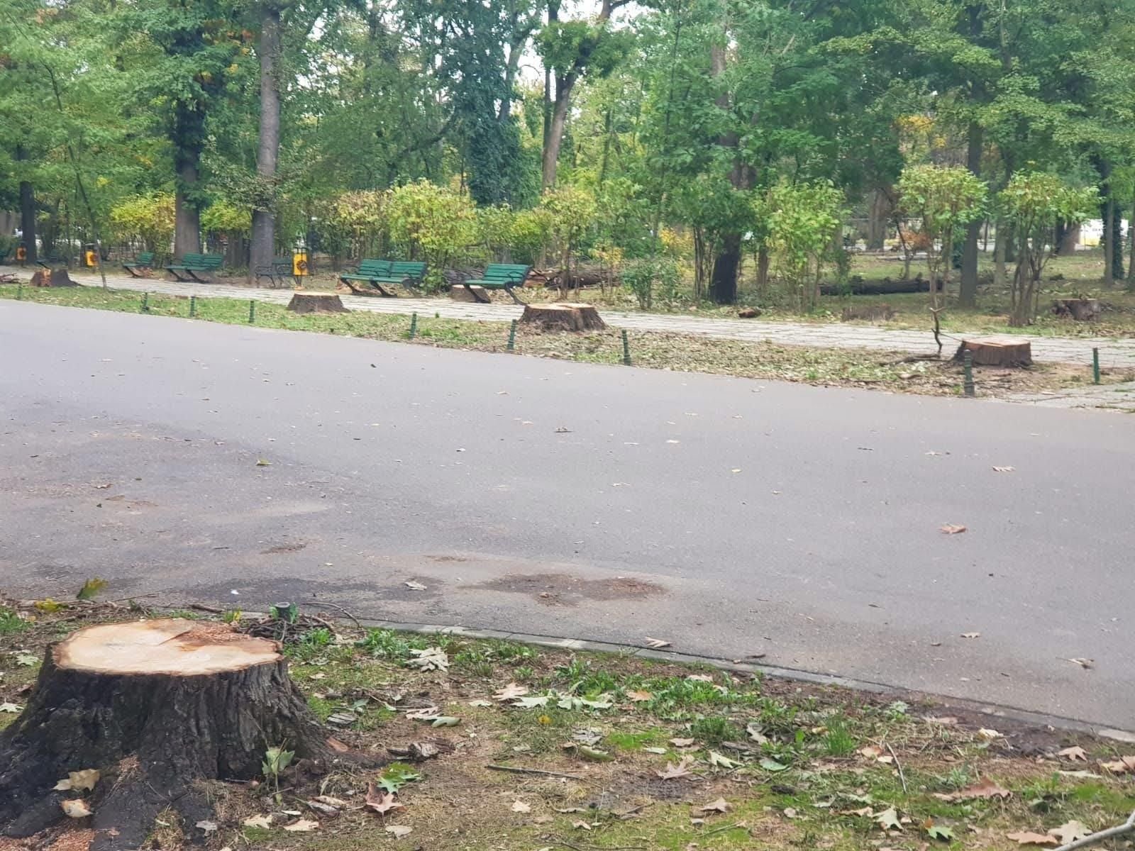 Vlad Gheorghe declara ca va actiona in justitie, urmand sa depuna o plangere penala, in urma defrisarii stejarilor din Parcul Herastrau.