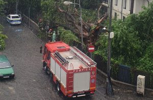 Primarul Sectorului 6 explică cauzele căderii frecvente a copacilor din București: frunziș abundent, greutatea lor și solul moale / Ciprian Ciucu: „În mediul urban, rădăcinile copacilor nu se dezvoltă pe deplin”