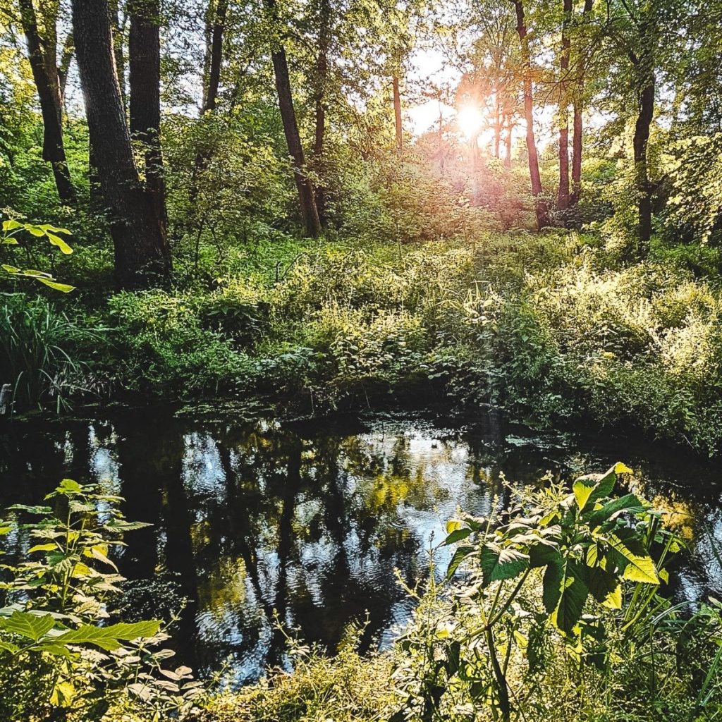 Ministrul Mediului critică legea adoptată în Parlament, considerând-o o rușine, în timp ce liderul senatorilor PSD cere să se pună capăt politicii baletului a ministrei USR a Mediului