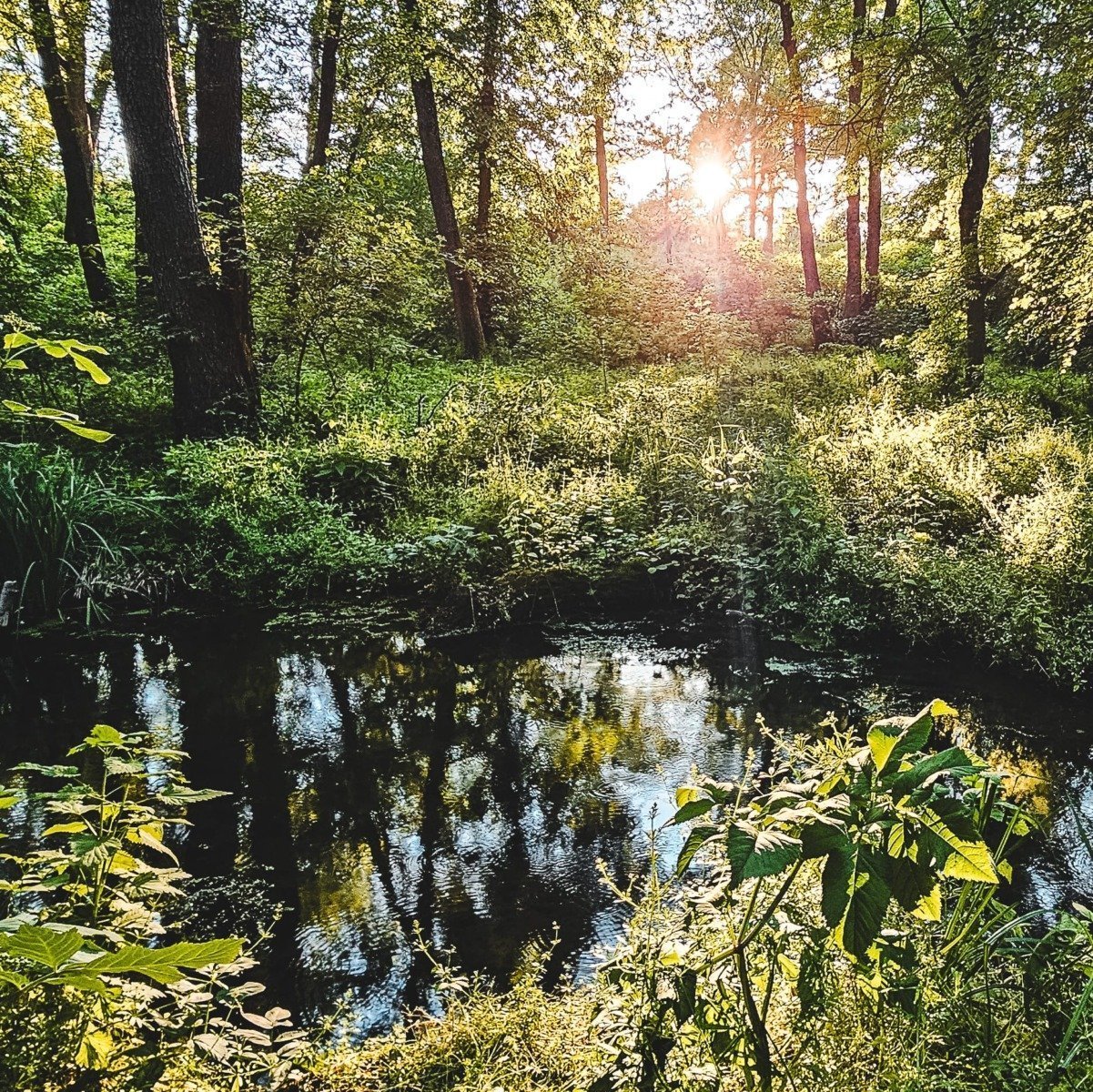 Ministrul Mediului critică legea adoptată în Parlament, considerând-o o rușine, în timp ce liderul senatorilor PSD cere să se pună capăt politicii baletului a ministrei USR a Mediului