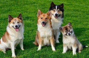 Sanctuarul Victory din Brașov se inaugurează, oferind peste 600 de câini fără stăpân condiții superioare celor din adăposturi