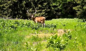 Specialiștii de la Universitatea Babeș-Bolyai din Cluj observă schimbări majore în Carpați, unde aproape jumătate din zonele alpine s-au „verzit” în ultimii 40 de ani, semnalând o transformare rapidă
