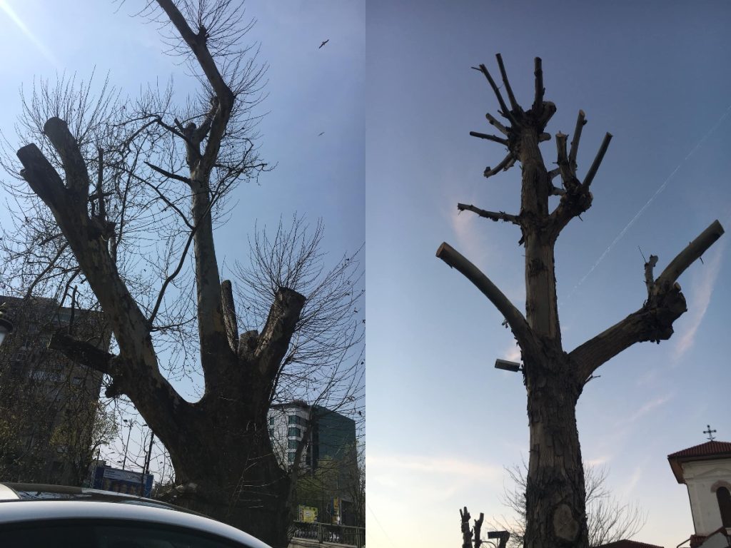 Primăriile de sector au autorizat fără aviz de la Direcția de Mediu intervențiile de toaletare a arborilor. Cine a susținut aprobarea tacită și reducerea sancțiunilor pentru tăierile ilegale?