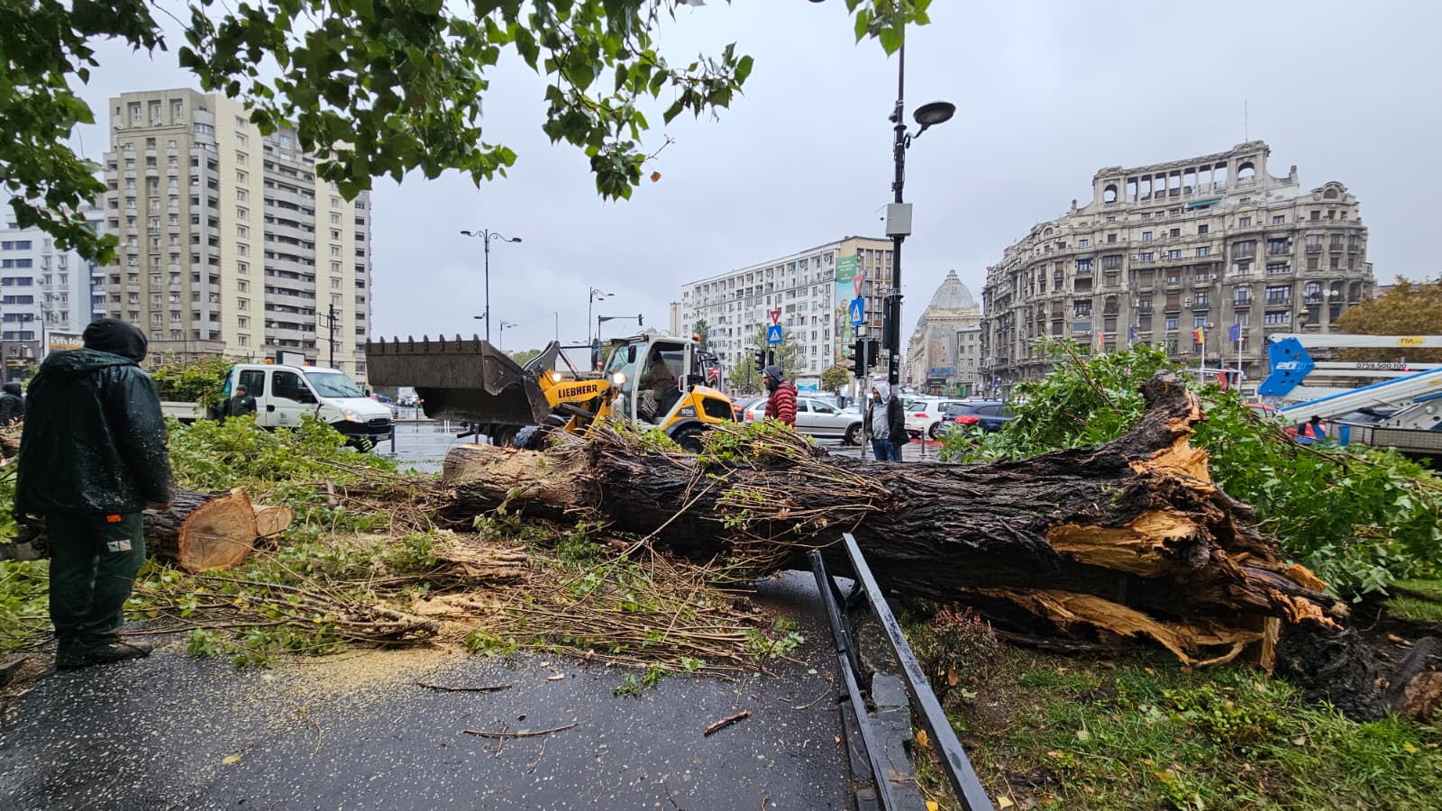 Fenomenul atmosferic devastator a devastat pădurile urbane din București. Specialistul afirmă că, în ultimul deceniu, nu au mai fost înregistrate atât de multe copaci doborâți.