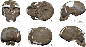 Un fossil umanoid de un milion de ani schimbă rădăcinile originilor umane