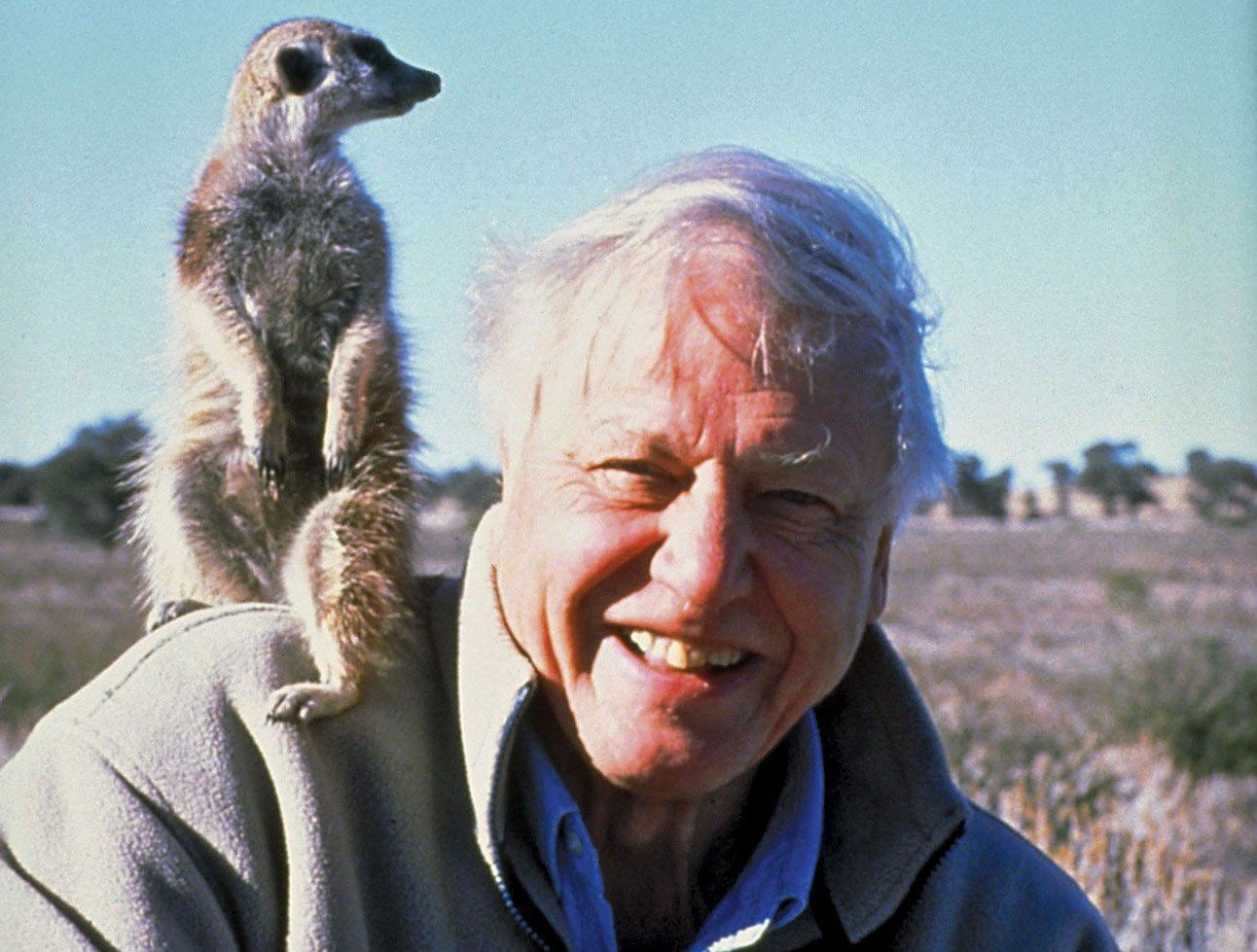 David Attenborough, la 99 de ani, cel mai în vârstă câștigător al premiului Daytime Emmy pentru documentarul despre maimuțele din jungla din Sumatra realizat pentru o platformă de streaming.