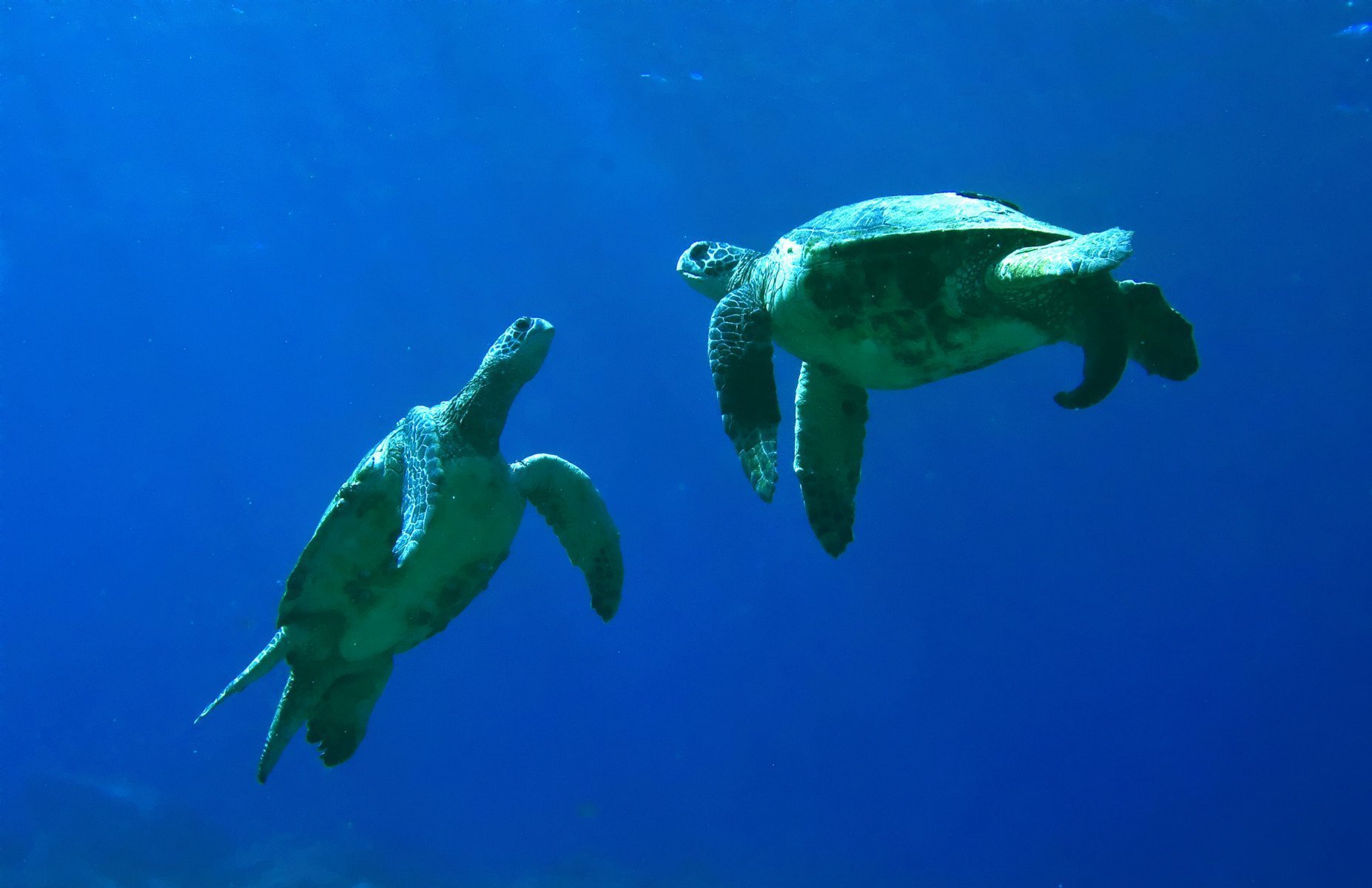 De aproape de dispariție la cele mai puțin periclitate: Povestea de succes a broaștelor țestoase verzi în evitarea extincției