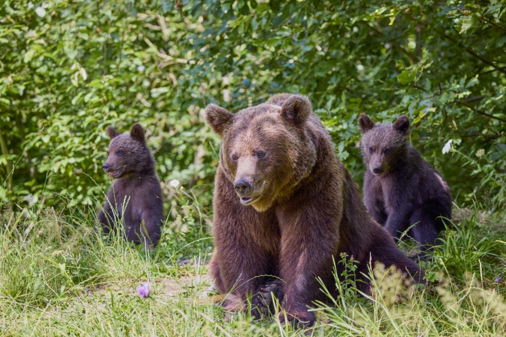 [ad_1] Poliția din Japonia a anunțat vineri că un bărbat în vârstă a fost găsit mort într-o pădure, fiind posibil să fi fost ucis de un urs
