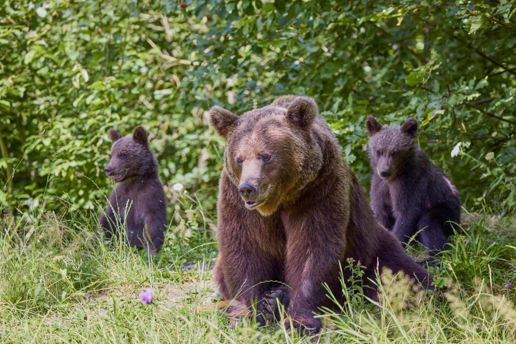 [ad_1] Poliția din Japonia a anunțat vineri că un bărbat în vârstă a fost găsit mort într-o pădure, fiind posibil să fi fost ucis de un urs