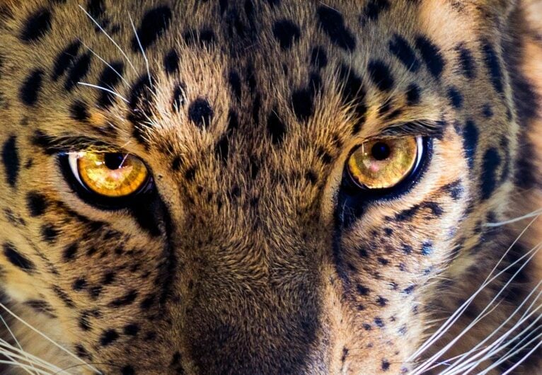 Leopardevăzut din ZOO și capturat într-un hotel din Indonezia; în august, un alt leopard a evadat din aceeași grădină zoologică