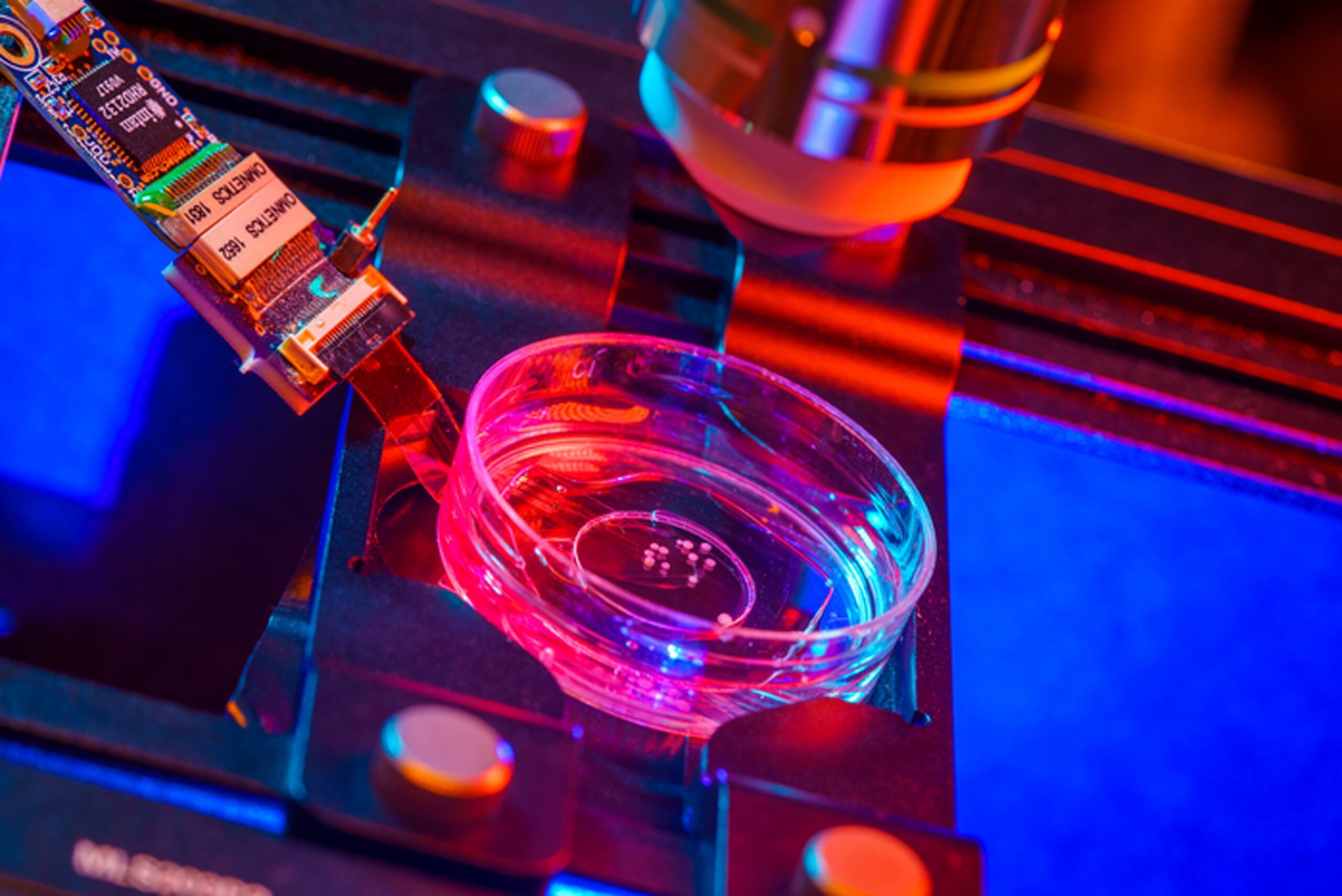 [ad_1] Un grup de oameni de știință din Elveția cercetează un nou domeniu numit biocomputing, încercând să creeze centre de date cu servere „vii”