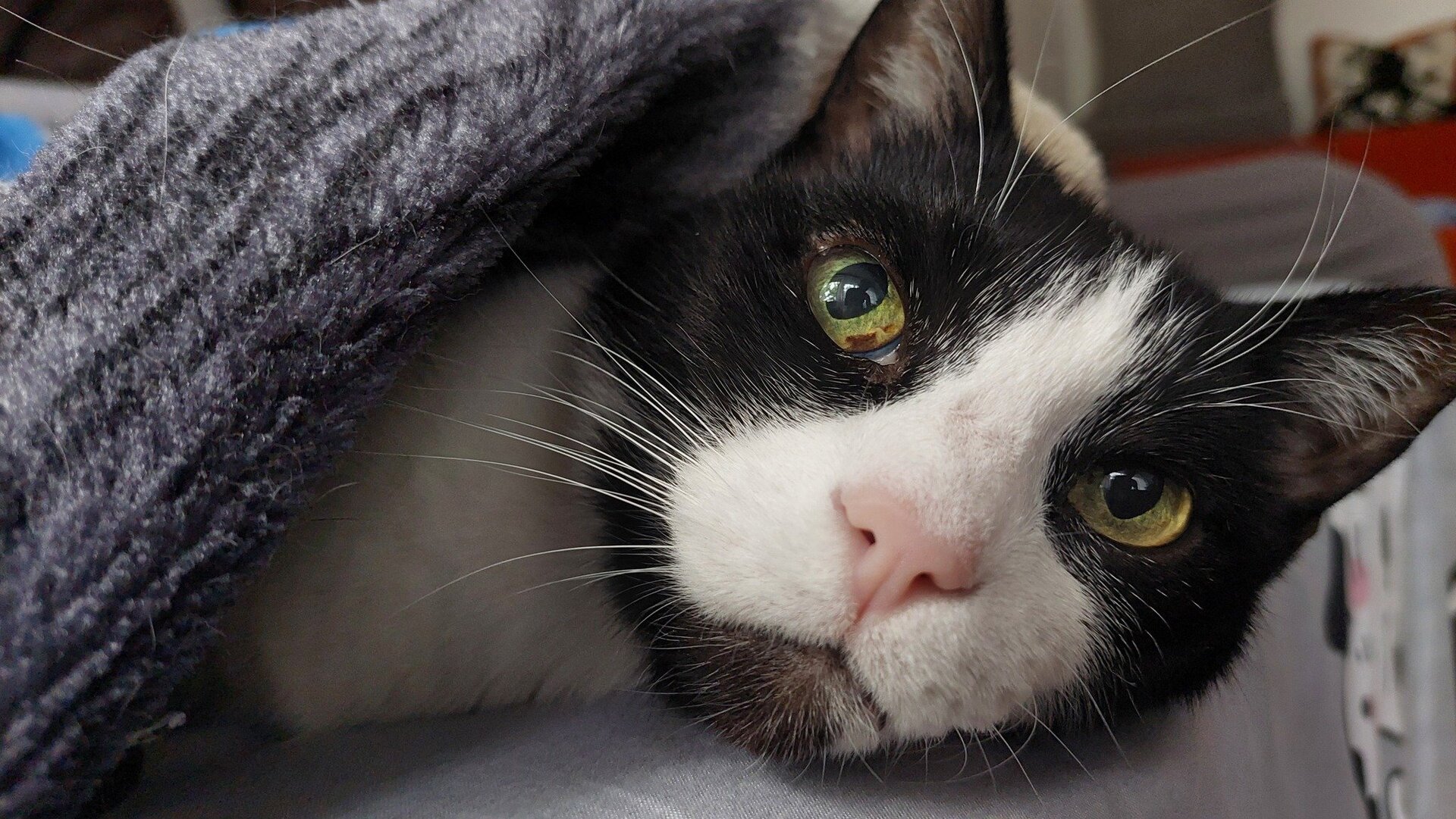 [ad_1] Prelungirea longevității la animale, în special la pisici, a devenit un obiectiv important pentru cercetători, susținut și de inițiative inovatoare precum The Cat Health Company